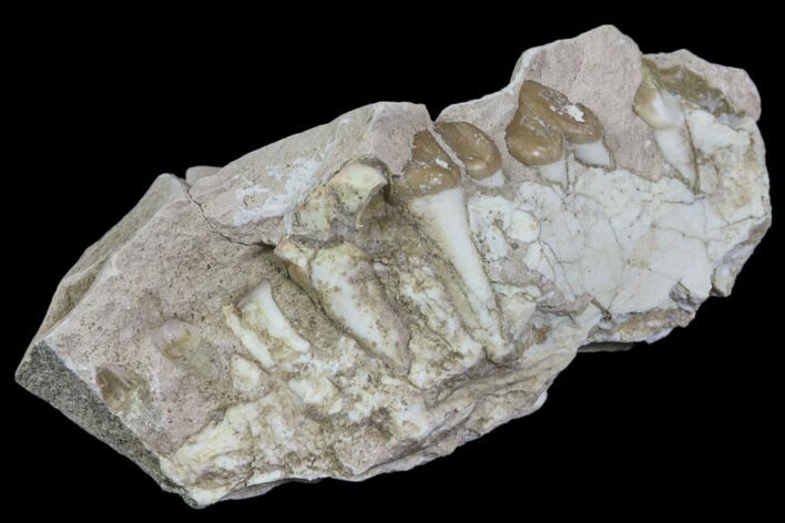 Oreodont Jaw Section With Teeth - South Dakota #81949